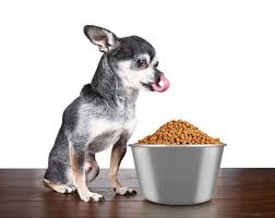 best food for chihuahua puppies in