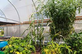 Aquaponics Sweet Potatoes Update Steamy Kitchen Recipes Giveaways