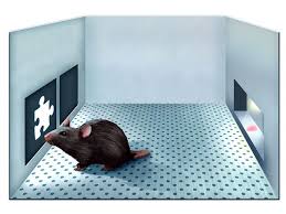 Image result for Scopolamine