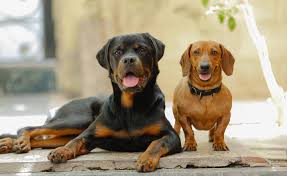 Image result for Rotala gossweileri