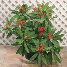 Image result for Euphorbia chevalieri