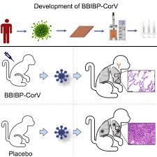 Formerly called cercopithecus aethiops, this group of monkeys has been split into several different species). Development Of An Inactivated Vaccine Candidate Bbibp Corv With Potent Protection Against Sars Cov 2 Sciencedirect