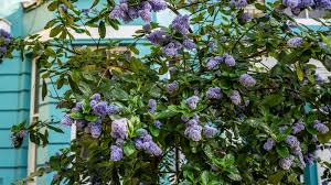 Filmy 4k i hd dostępne natychmiast na dowolne nle. A Guide To Growing Lilacs How To Plant And Care For Lilacs At Home Martha Stewart
