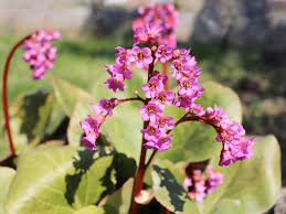 Cool fall weather turns the foliage a showy reddish bronze hue. Bergenia Plants Care Tips For Growing Bergenia Plants