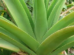 Image result for Aloe bukobana