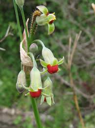 Image result for Tulbaghia acutiloba
