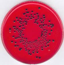 Grow but no black dots on colonies. Https Www Merckmillipore Com Intershop Web Wfs Merck Tw Site Zh Tw Twd Showdocument File Productsku Mda Chem 105287 Documentid 201512 284 Pronet Documenttype Ds Language En Country Nf Origin Pdp