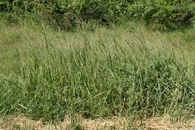 Image result for Panicum repens