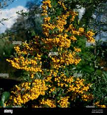Image result for Pyracantha coccinea soleil d'or