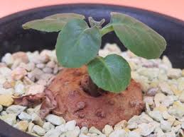 Image result for Dorstenia cuspidata