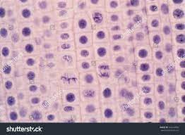 The mitosis occurs in the somatic cells, and it is meant for the multiplication of cell numbers during embryogenesis and blastogenesis of plants and. Root Tip Of Onion And Mitosis Cell In The Root Royalty Free Stock Photo 544244056 Avopix Com