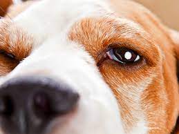 Eyelid Tumors In Dogs