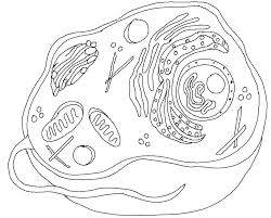 Smooth er (sky blue) 3. Animal Cell Coloring Animal Cells Worksheet Plant And Animal Cells Animal Cell