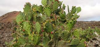 Reddit gives you the best of the internet in one place. Opuntia Monacantha Drooping Prickly Pear World Of Succulents