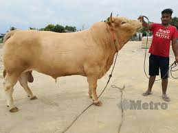 Tanah untuk tujuan ternakan kambing/lembu untuk dijual. Syukur Dapat Korbankan Badok