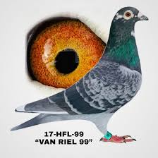 huyskens van riel racing pigeons beautiful birds interactive art