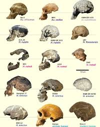 Pin On Homo Hominid Origin