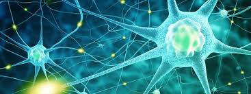The central nervous system or cns include the brain and spinal cord. Nervous System Support Natural Supplements More Now Foods
