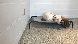 At kc pet project we have no blanket rules. Kc Pet Project Seeks Emergency Foster Families Due To Covid 19 Outbreak