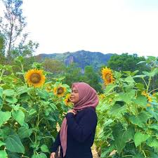 Cameron valley tea house, tringkap (jalan dari simpang pulai) cameron lavender garden. Tak Payah Susah Susah Ke Thailand Nak Tengok Bunga Matahari Perlis Pun Ada Rileklah Com