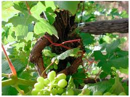 Every where charge different cost affording to work. Toxins Free Full Text Pest Management And Ochratoxin A Contamination In Grapes A Review Html