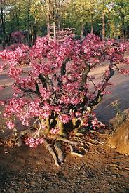 Image result for Adenium multiflorum