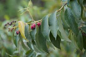 Image result for Agarista salicifolia