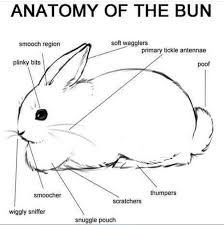 The Best Anatomy Memes Memedroid