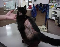 These changes are usually more obvious in cases of acute pancreatitis. The Feline Facets Of Cushing S Disease