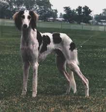 Black And White Hound Dog Black And White Parti Color Saluki Spiritual Animal Animal Companions Saluki
