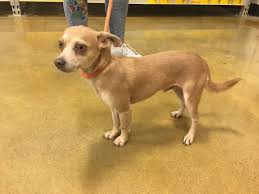 Shelters and rescue organizations are always in need of donations. Dog For Adoption Columbo A Chihuahua In Tulsa Ok Petfinder