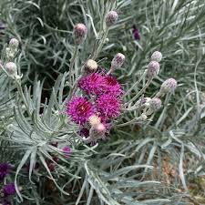Image result for Vernonia jelfiae