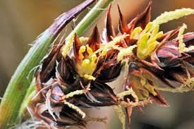 Image result for Luzula multiflora