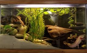 Axolotl Aquarium Axolotl Tank Fish Tank Themes Axolotl