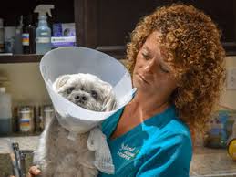 542 likes · 1 talking about this · 227 were here. Our Local Veterinarian In Cocoa Beach Fl Island Animal Hospital