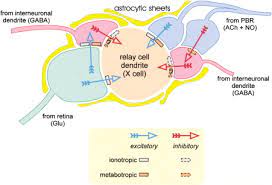 Association nuclei also integrate the different inputs. Thalamic Relay Functions And Their Role In Corticocortical Communication Generalizations From The Visual System Sciencedirect