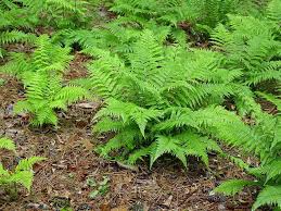 Image result for Athyrium