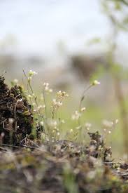 Image result for Arabidopsis