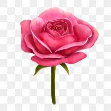 Valentines Day Small Illustration Red Rose Beautiful Rose Flowers Red Rose Clipart Roses Flowers And Flowers Png Transparent Clipart Image And Psd File For F In 2021 Beautiful Rose Flowers Rose