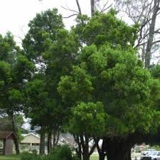 Image result for Apodytes dimidiata