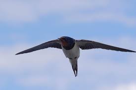 Barn swallows (hirundo rustica), a group of passerine birds comprised of six closely related subspecies, are well known throughout their nearly worldwide distribution, in part because of their close association with human settlements. Barn Swallow Hirundo Rustica Information Giraffa Helping Nature