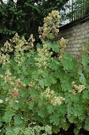 Image result for Macleaya