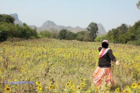 Batang bunga matahari tidak bercabang dan jika ada percabangan kondisinya jarang ditemukan. Wow 10 Bunga Matahari Lopburi Gambar Bunga Indah