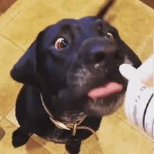 Whipped Cream Animalsdogsfunny Cute Funny Animals Cute Animals Cute Dogs