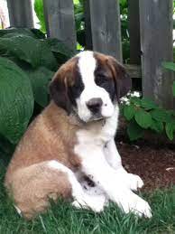purebred st bernard puppies st bernard puppy st bernard dogs cute animals