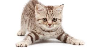 7 Jenis Kucing Paling Mahal Di Dunia Ada Yang Harganya Miliaran Merdeka Com