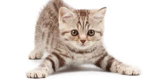 Nov 23, 2020 · demikian informasi yang dapat kami bagikan mengenai gambar kucing paling comel di dunia. 7 Jenis Kucing Paling Mahal Di Dunia Ada Yang Harganya Miliaran Merdeka Com