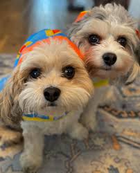 Not giving a duck about the rain with new raincoats