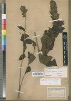 Image result for Tinnea apiculata