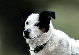 Pet portrait paintings, mudgee, new south wales. Pet Portraits Rebecca Luncan